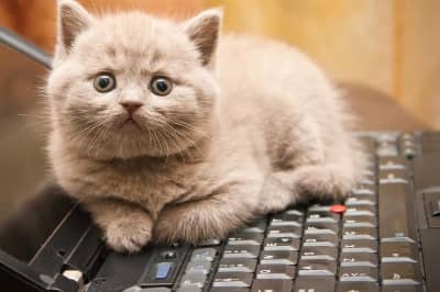 Котик на клавіатурі