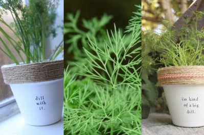 Укроп, зелень