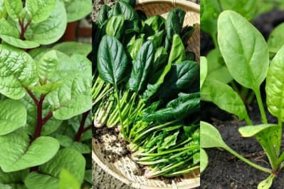 Шпинат, зелень