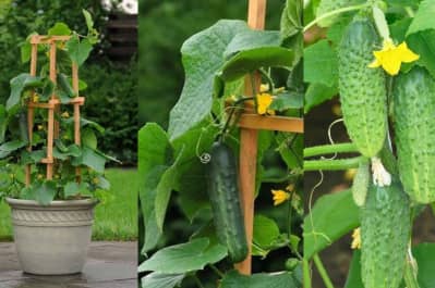 Огірки, овочі