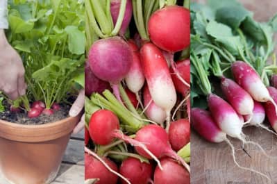 Редис, овочі
