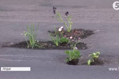 Луцькі активісти висадили квіти у ями на асфальті