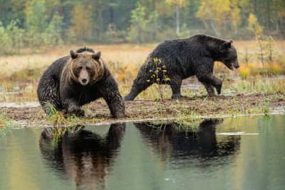 Бурые медведи