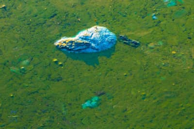 "Цвітіння" моря
