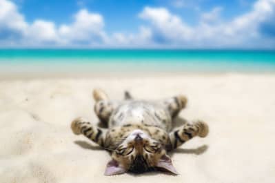 Кот на море 