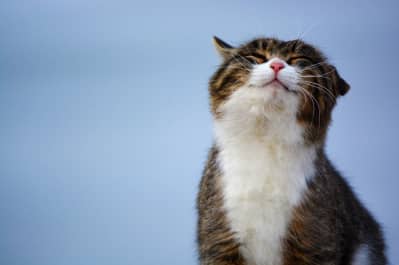 Кот