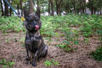 Собака Джессі, яка була на захопленому українському судні