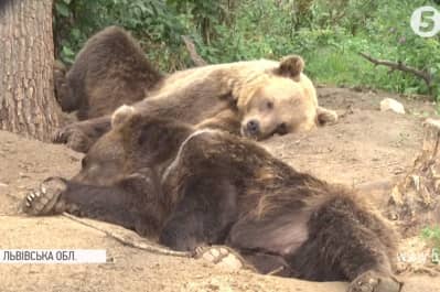 Медведи в приюте