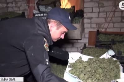 Изъятие конопли