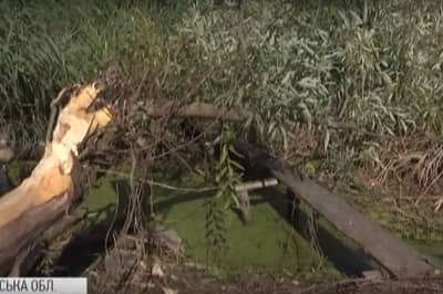 Бобри погризли дерево