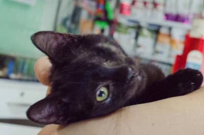 Котик шукає дім