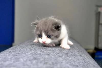 Клонированный котенок