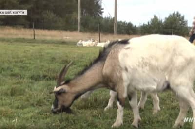 На Львовщине молодые супруги открыли козью ферму