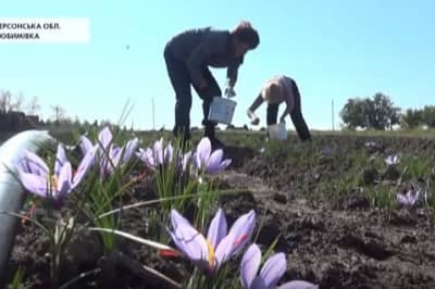 Цветок шафрана