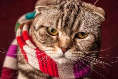 Кот 