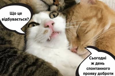 Добрые котики
