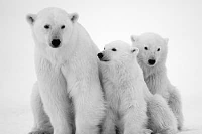 Білий ведмідь