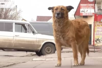 Собаки