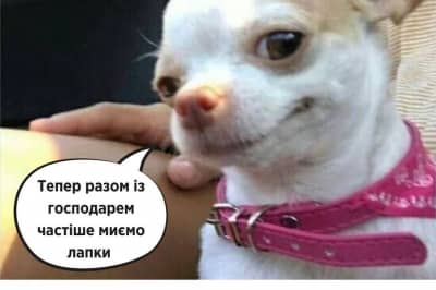 Домашние любимцы и коронавирус