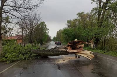 Поваленное дерево