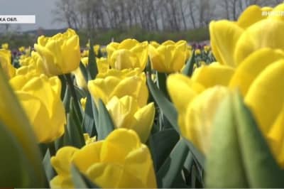 Плантація тюльпанів