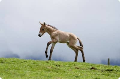 Лоша Пржевальського