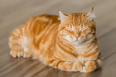 Рудий котик