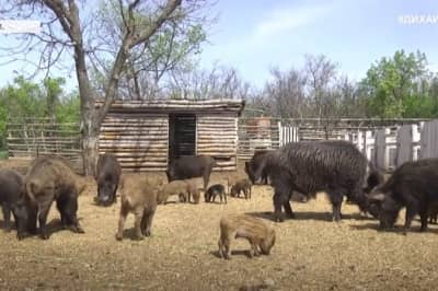 Дикие свиньи