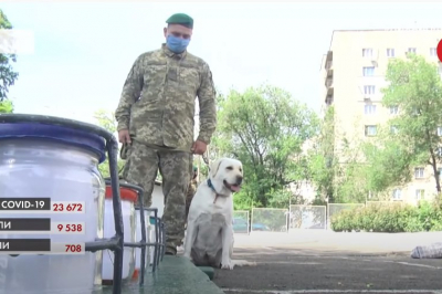 Собаки в ООС