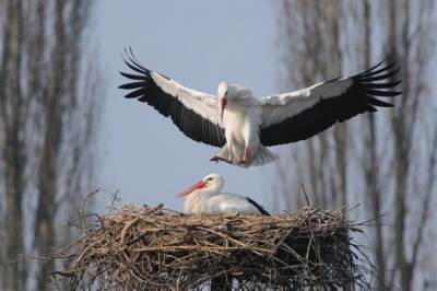 Гніздо лелек