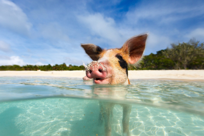 Свинка у воді