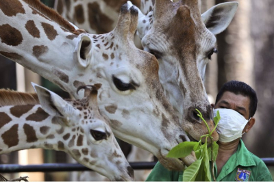 Зоопарк в Індонезії
