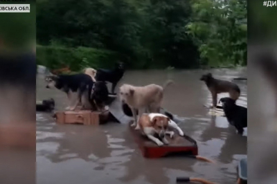 Наводнение, животные