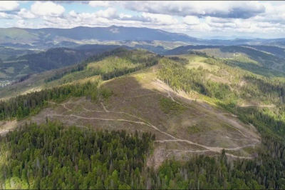 Обсяги незаконних вирубок лісу на Закарпатті
