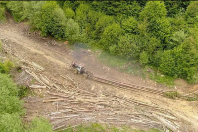 Объемы незаконных вырубок леса на Закарпатье