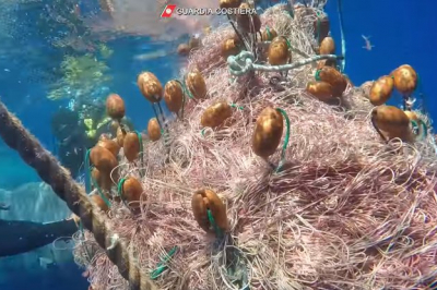 Хвіст тварини заплутався у сітці