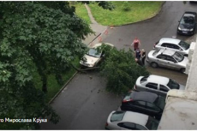 Дерево, яке впало