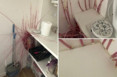 Картопля-мутант