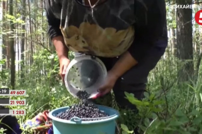 чорниця
