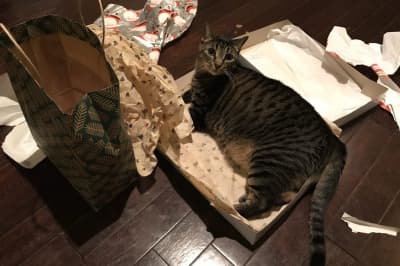 Кіт-екскаватор Гіннес