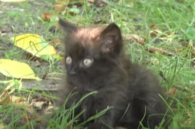 Котенок