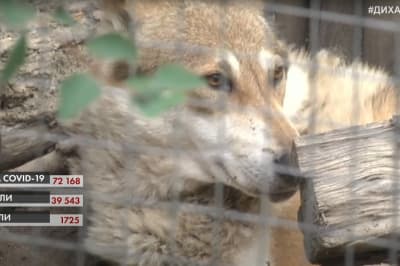 Волк, животные