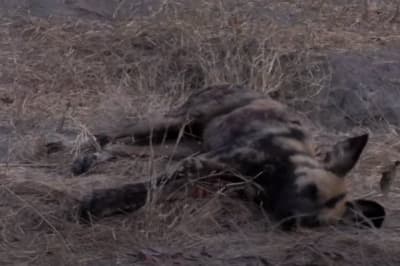 Собака вдає мертвого