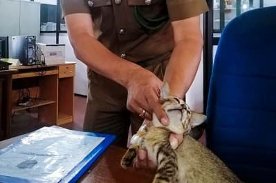 Кіт-наркокур'єр