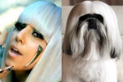 Собака, схожий на Леді Гагу