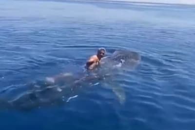 Мужчина катается на акуле