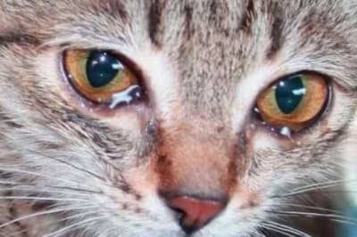 Котик плачет