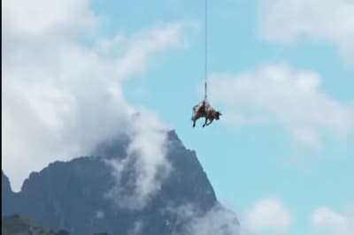 Корова літає