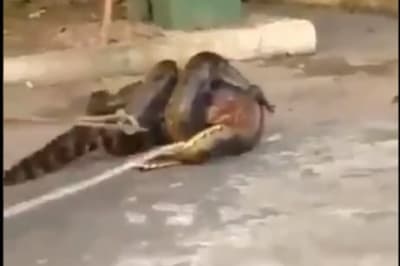 Анаконда намагається проковтнути алігатора