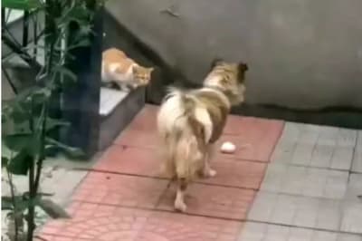 Собака віддає свою їжу бездомній кішці